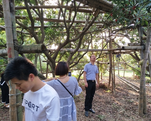 團(tuán)隊一起摘楊梅活動